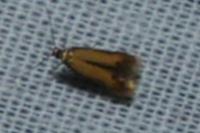Coptotriche marginea