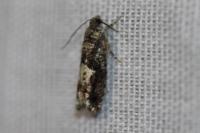 Epinotia immundana