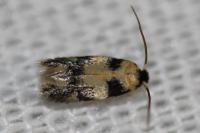 Etainia decentella
