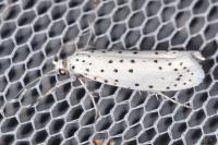 Yponomeuta mahalebella