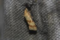 Aethes williana
