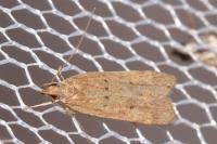 Helcystogramma lutatella