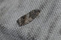 Cydia fagiglandana