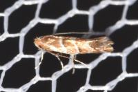Cameraria ohridella