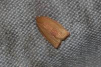 Cacoecimorpha pronubana