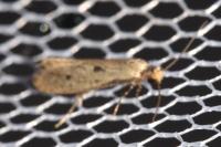 Tinea trinotella