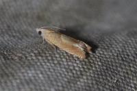 Eucosma conterminana