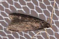 Homaloxestis briantiella