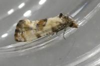Neocochylis molliculana