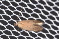 Stomopteryx