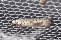 Yponomeuta irrorella