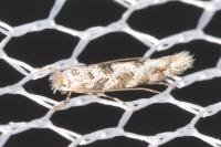 Phyllonorycter comparella