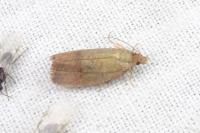 Celypha