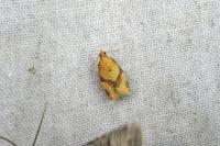 Clepsis consimilana