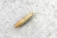 Coleophora salicorniae