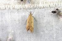 Dichomeris acuminata