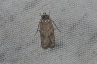 Exaeretia lutosella