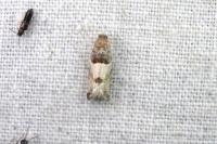 Gypsonoma aceriana
