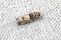 Gypsonoma aceriana