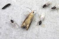 Eucosma obumbratana