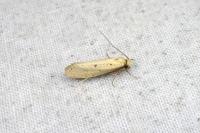 Myrmecozela ataxella