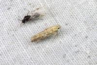 Scrobipalpa