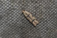 Mesophleps oxycedrella