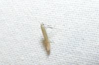 Aspilapteryx tringipennella