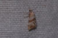 Phalonidia contractana