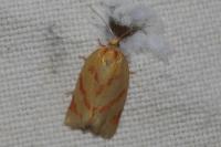 Clepsis pallidana