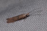 Coleophora salicorniae