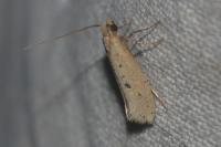 Myrmecozela ataxella