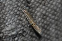 Cosmopterix lienigiella