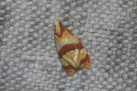 Phalonidia albipalpana