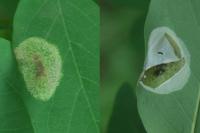 Macrosaccus robiniella