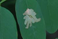 Parectopa robiniella