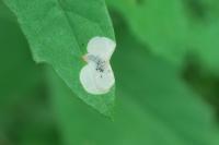 Chrysoesthia sexguttella