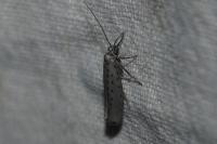 Yponomeuta sedella