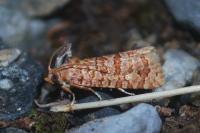 Lozotaeniodes formosana