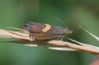 Dichrorampha petiverella