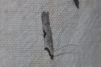 Hypatima rhomboidella