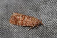 Lozotaeniodes formosana