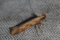Metzneria neuropterella