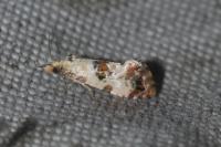 Neocochylis hybridella