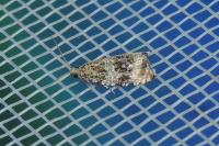 Celypha lacunana