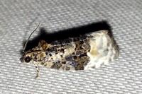 Apotomis betuletana