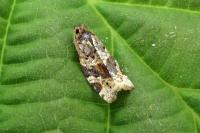 Argyrotaenia ljungiana
