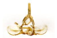 Argyrotaenia ljungiana
