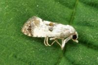 Neocochylis hybridella