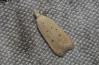 Nothris verbascella